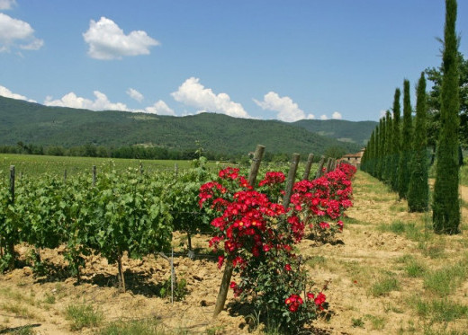 Tenuta Sette Ponti, Winzer aus Toskana